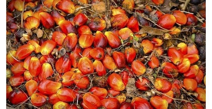 Palm oil business in Nigeria