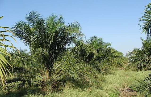 Oil palm plantation in Nigeria