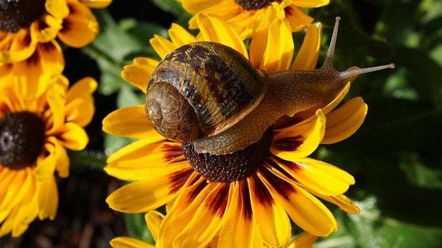 You will learn the following: How long does it take for a snail to grow to full size. How much is a snail in Nigeria. How many times do snails lay eggs in a year. How do you make a snail house. How can I start snail farming in Nigeria. Is Snail Farming Profitable. How do you make snails grow faster. How long does it take for Ramshorn snails to grow. How long do snails live for?