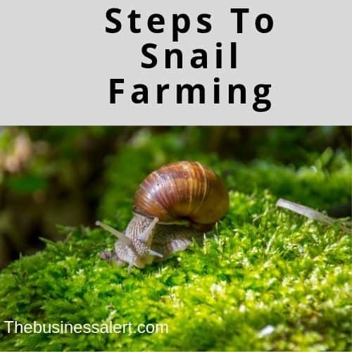 snail rearing business plan in nigeria