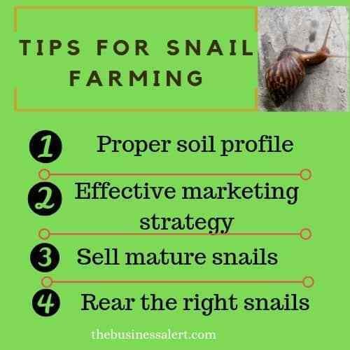 The Best Tips For The Snail Farming For Entrepreneurs