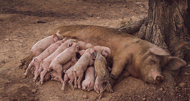 Pig farming in Africa