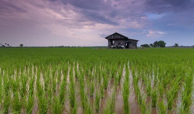 Rice farming in Africa