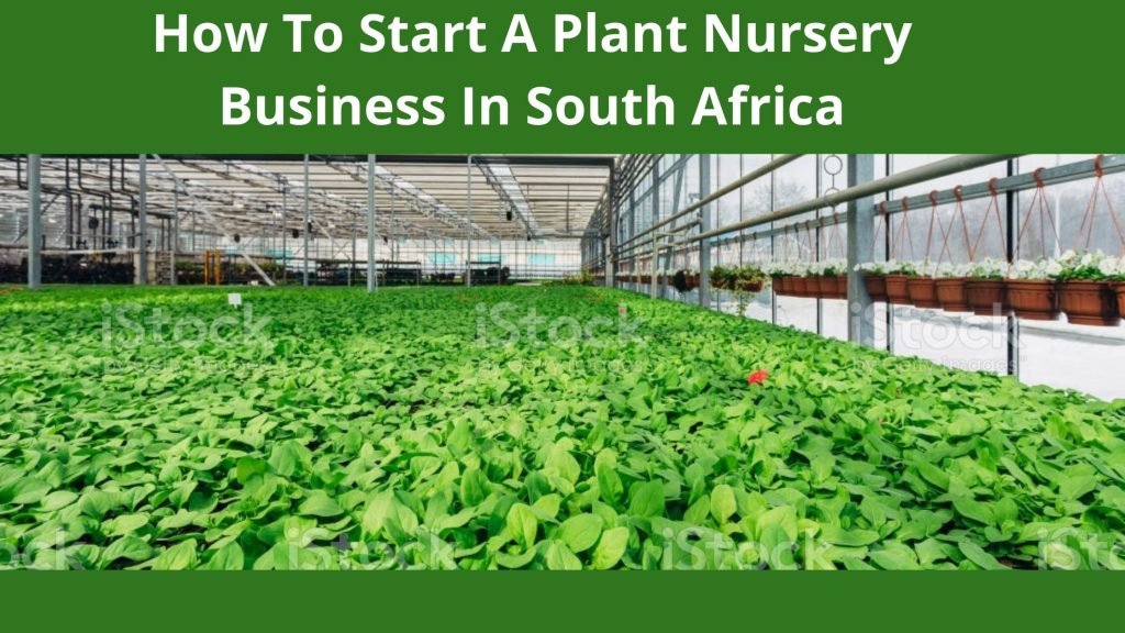 How To Start A Plant Nursery Business In South Africa