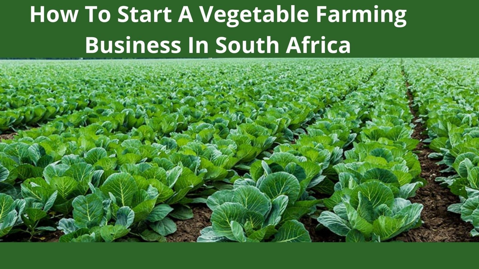 vegetable farming business plan in south africa pdf