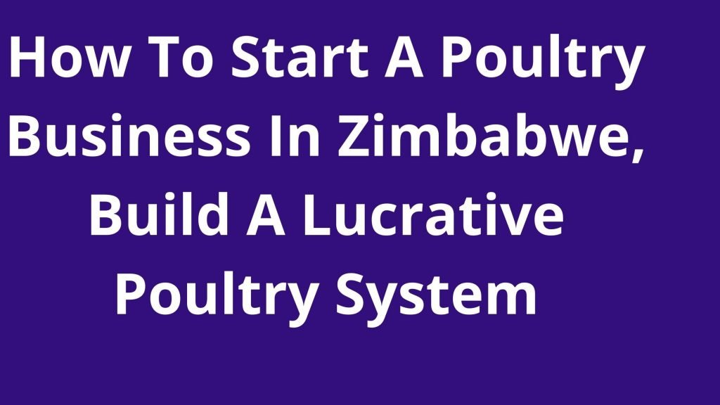 How To Start A Poultry Business In Zimbabwe